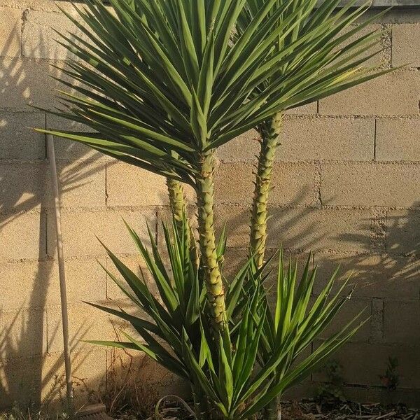 Yucca aloifolia Flower