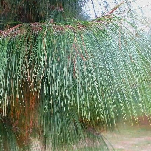 Pinus patula Leaf