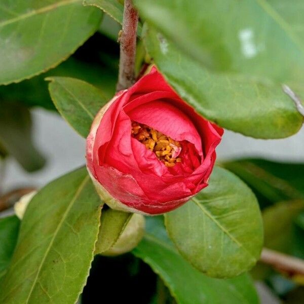 Camellia sasanqua Fleur