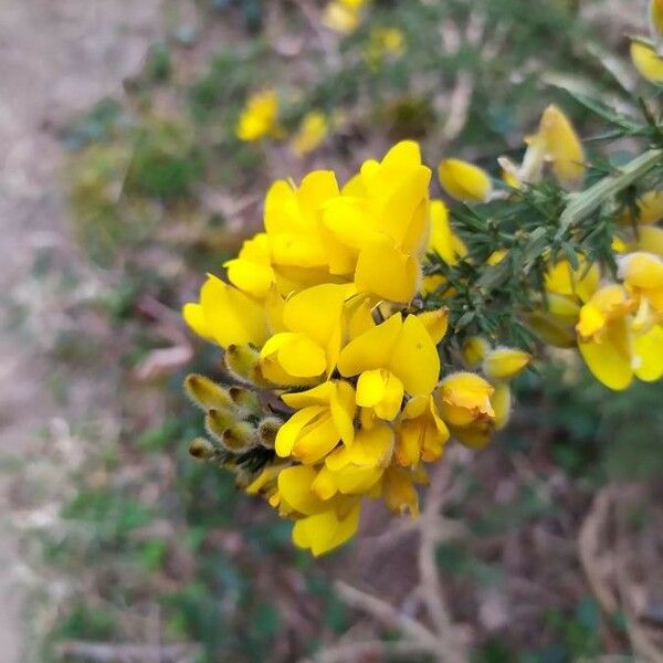 Genista scorpius Flor