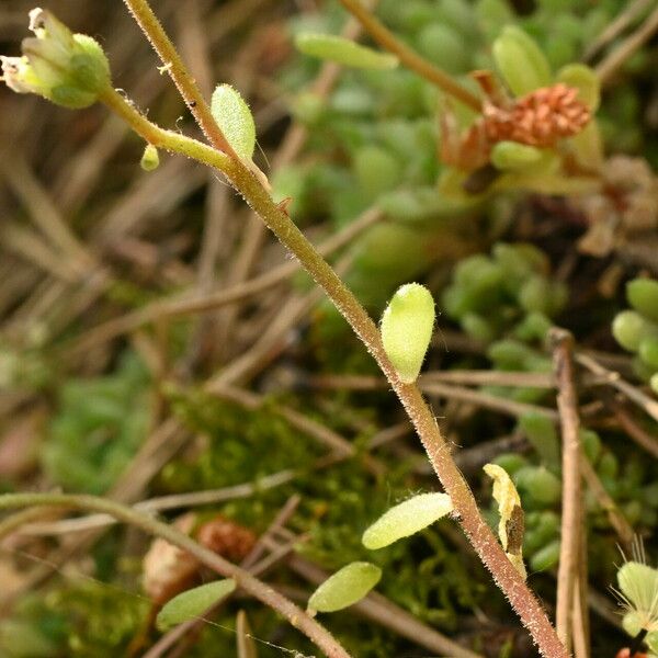 Sedum hirsutum 葉