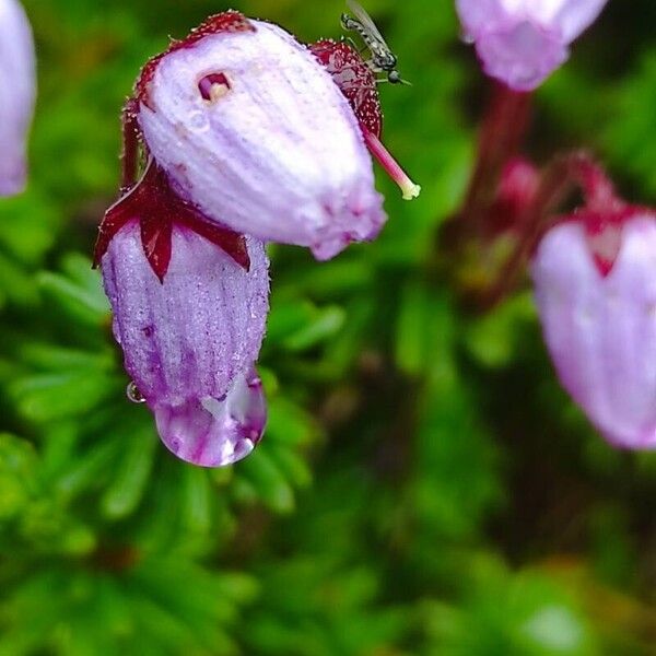 Phyllodoce caerulea Flor