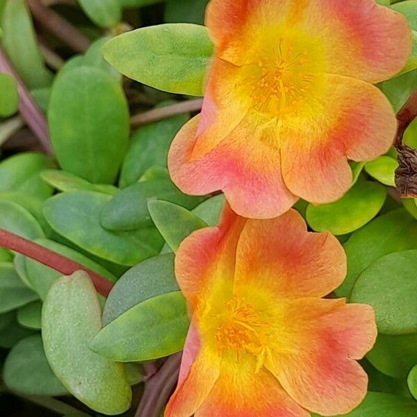 Portulaca umbraticola Flor