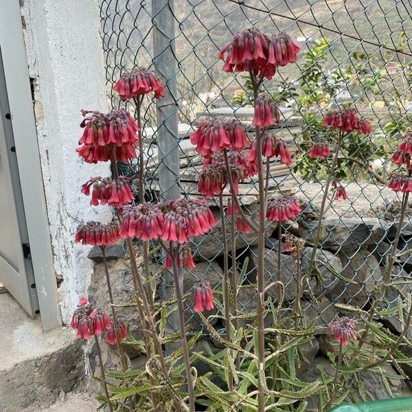 Kalanchoe delagoensis Flower