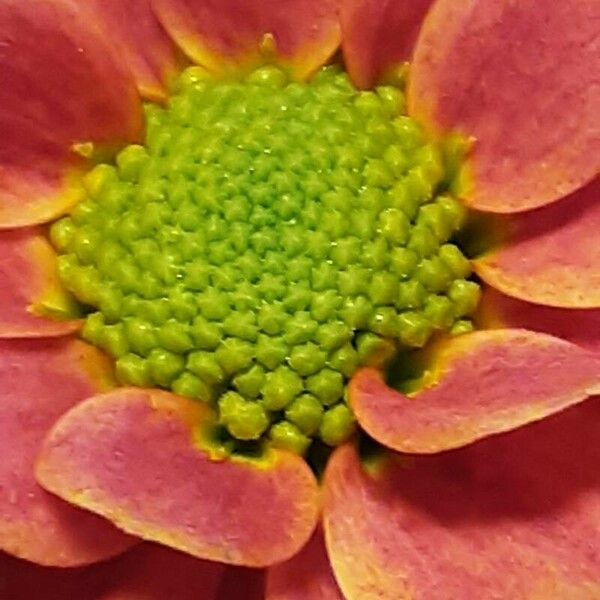 Chrysanthemum × grandiflorum Flower