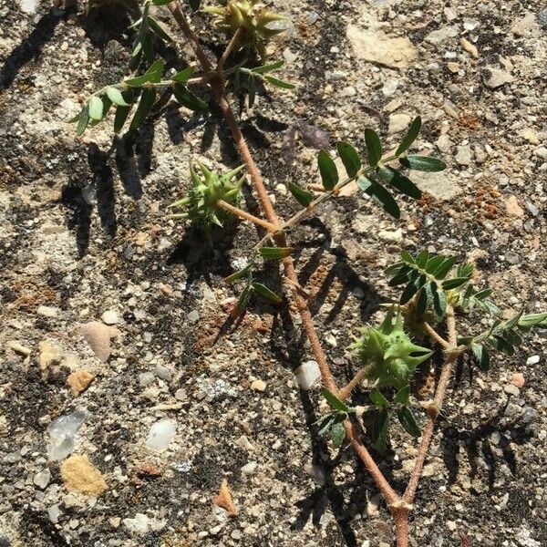 Tribulus terrestris Blatt