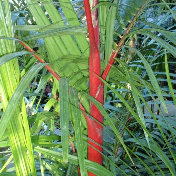 Cyrtostachys renda Feuille