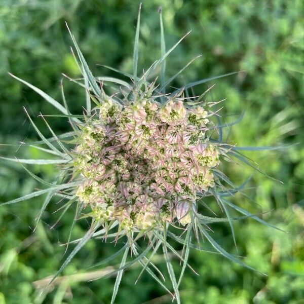 Visnaga daucoides Flor