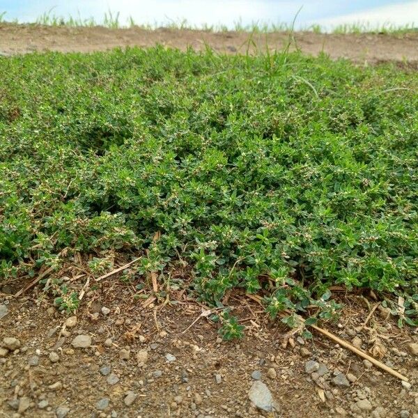 Polygonum aviculare Hábito