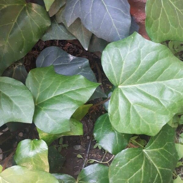 Hedera canariensis Blad