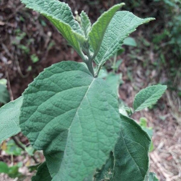 Varronia curassavica Leaf