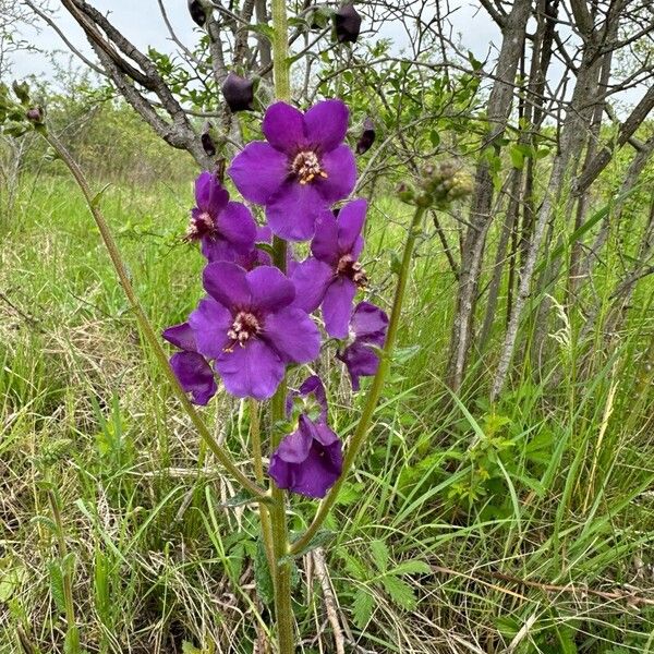 Verbascum phoeniceum 花