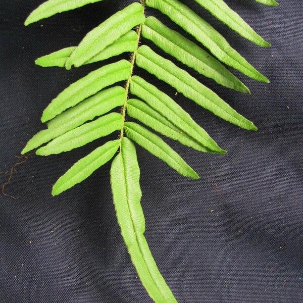 Pteris longifolia Іншае