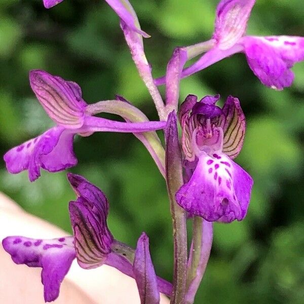 Anacamptis morio 花