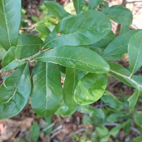 Sideroxylon lanuginosum Leaf