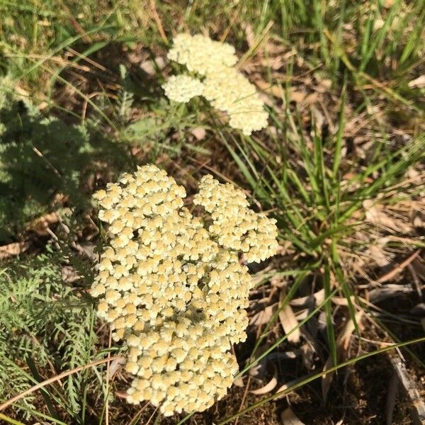 Achillea crithmifolia Flower