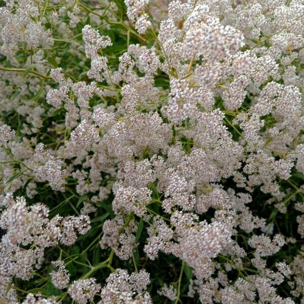 Lepidium latifolium Flower