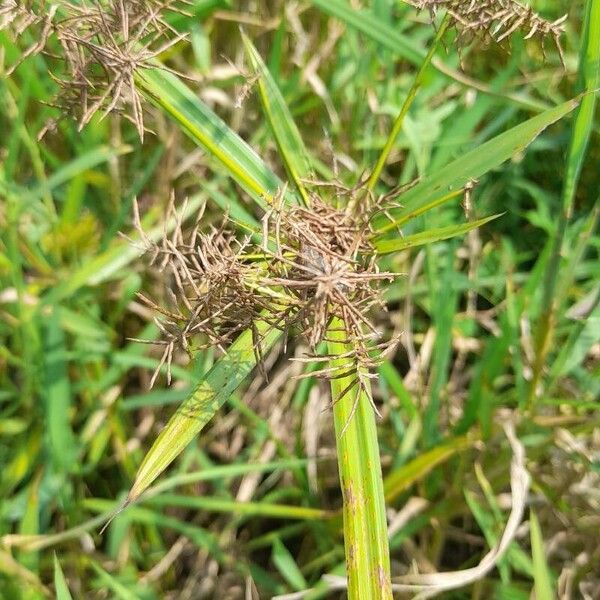 Cyperus odoratus Flower