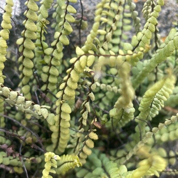 Asplenium trichomanes Lapas