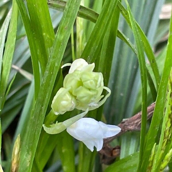 Allium paradoxum Цвят