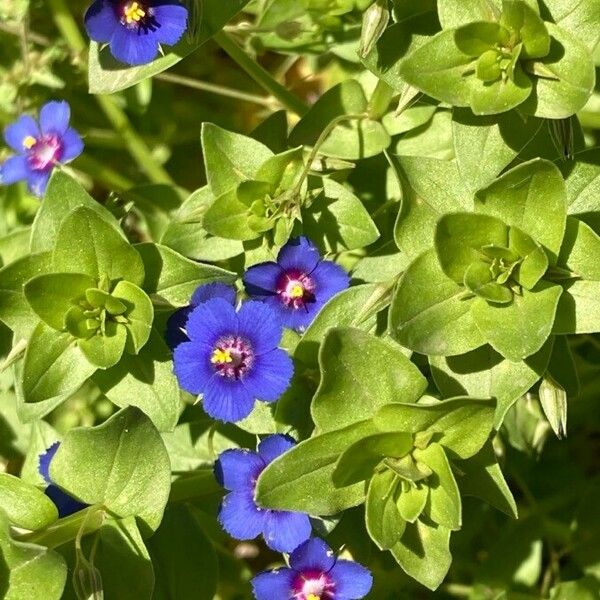 Lysimachia foemina Floare