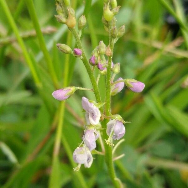 Desmodium paniculatum Květ