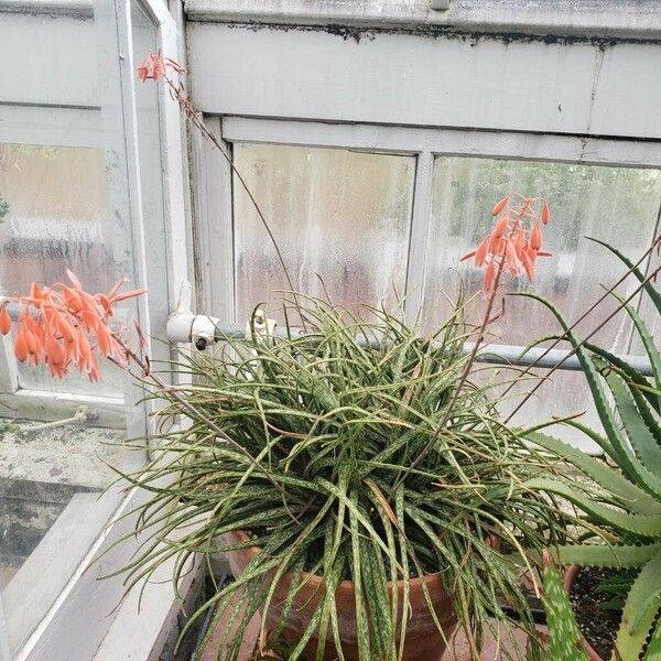 Aloe bellatula 形態