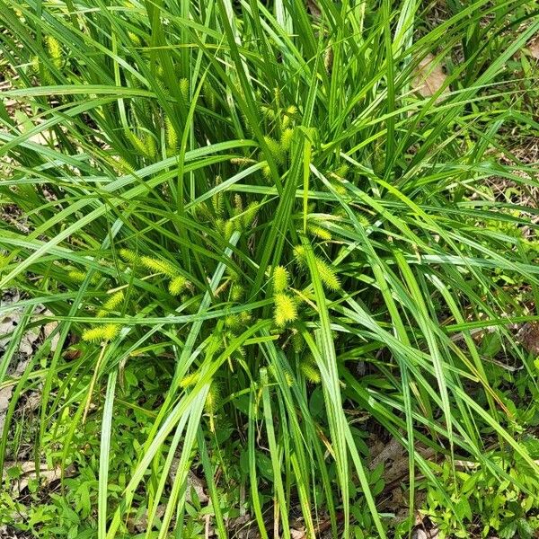 Carex lurida Leaf