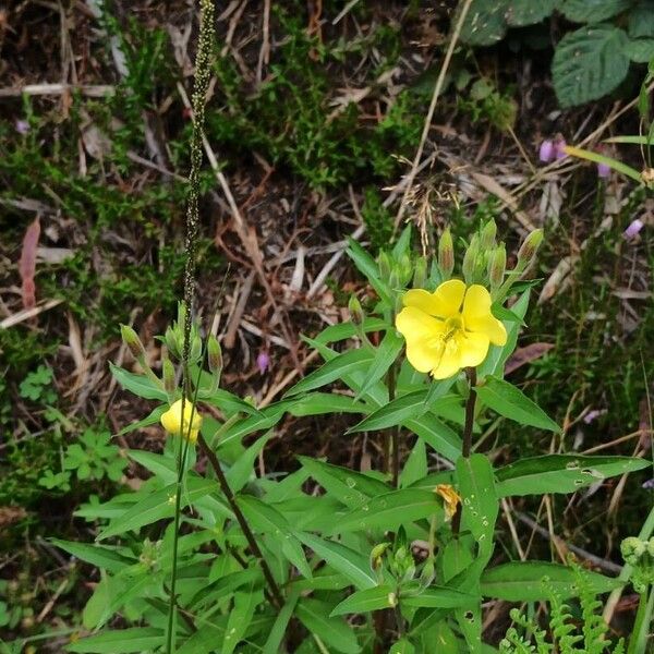 Oenothera parviflora Blüte