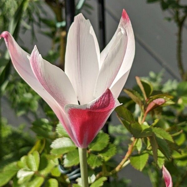 Tulipa clusiana Kvet