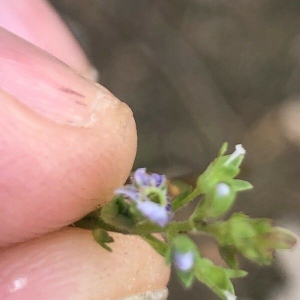 Veronica anagallis-aquatica फूल