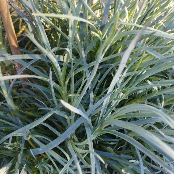 Dianthus plumarius Blatt