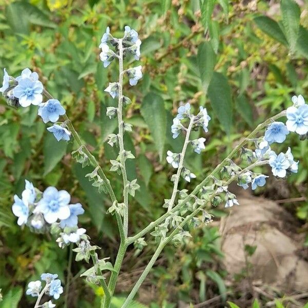 Cynoglossum amabile 花