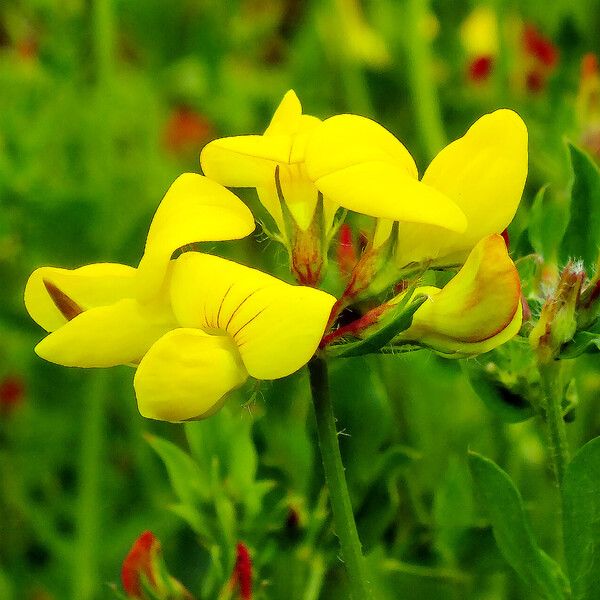 Lotus corniculatus ফুল