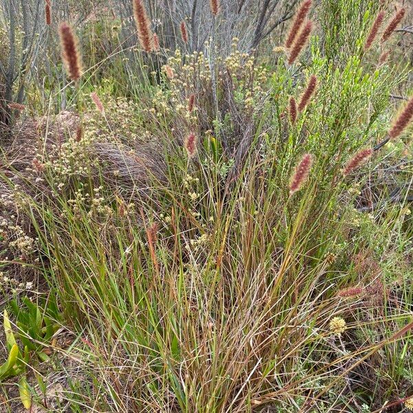 Setaria sphacelata Habitatea