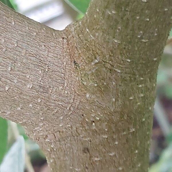 Malpighia glabra Bark