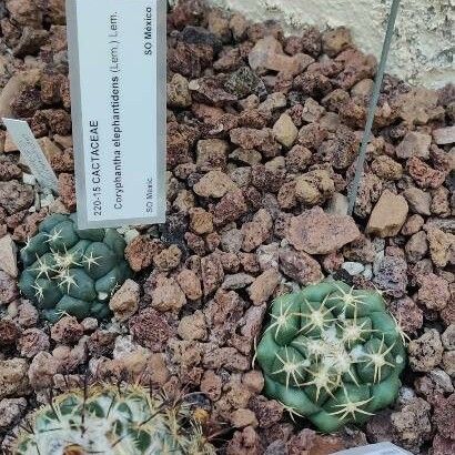 Coryphantha elephantidens Ліст