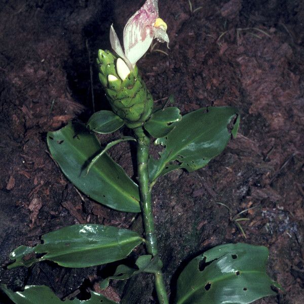 Costus arabicus Агульны выгляд