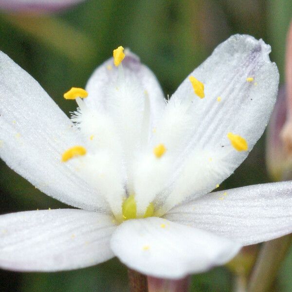 Simethis mattiazzii Flower