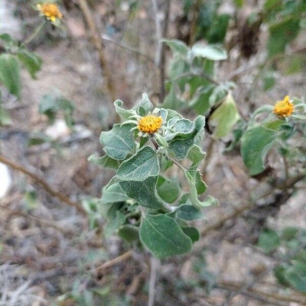 Viguiera dentata Blatt