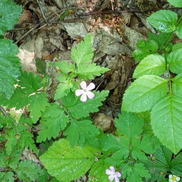 Geranium robertianum Цвят