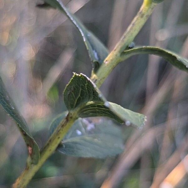 Pentanema spiraeifolium Blatt