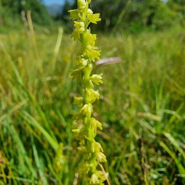 Herminium monorchis Virág