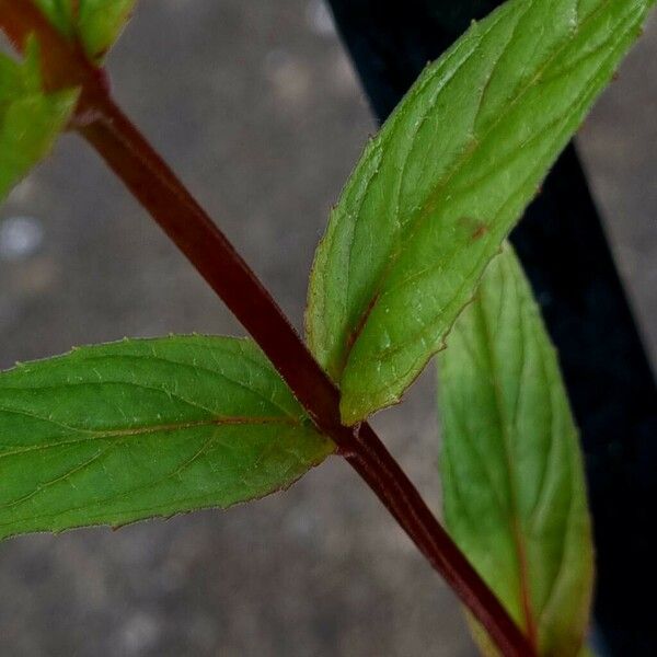 Epilobium ciliatum Coajă