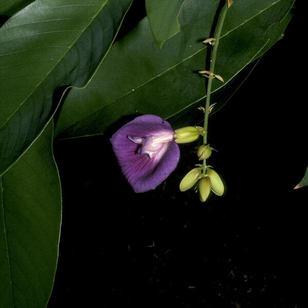 Clitoria fairchildiana Flors