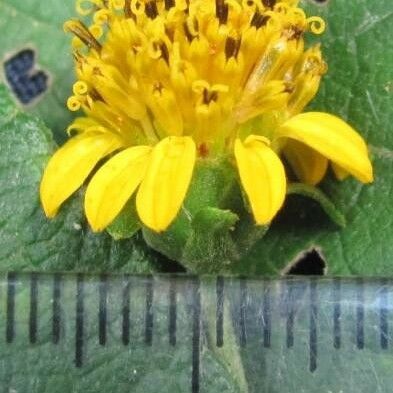 Zexmenia virgulta Flower