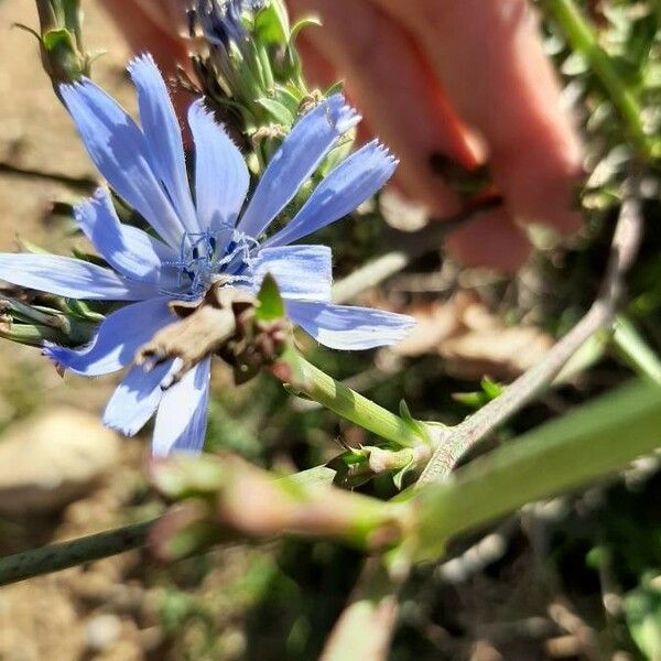 Cichorium intybus Blüte