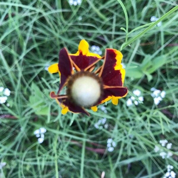 Ratibida columnifera Flor