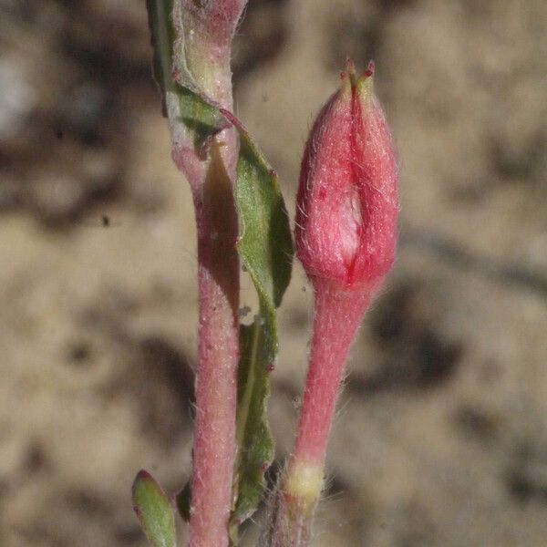 Oenothera parodiana Övriga