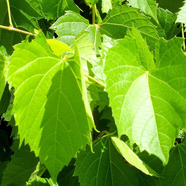 Vitis vulpina Deilen